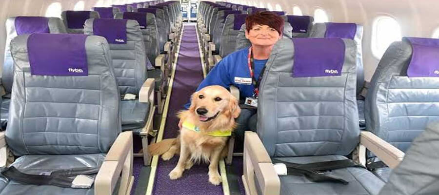 The Best Airlines for Flying with a Dog in the Cabin